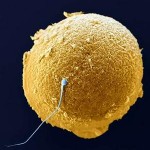 egg-and-sperm click me